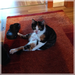 Sheila Beitrag 04.png