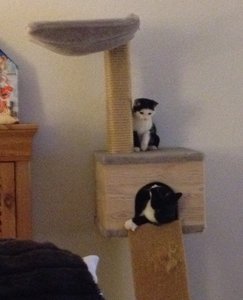 erstes Rudelphoto.jpg