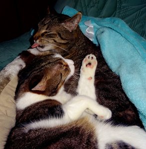 DSC04656 (625x640).jpg