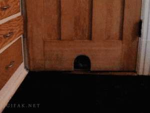 Weihnachten_Katze.gif