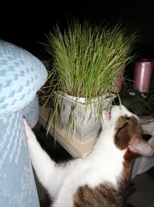 DSC05039 - Kopie (476x640).jpg