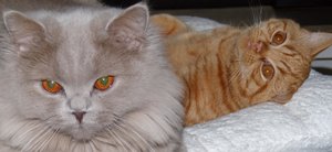 Reddi und Quincy.jpg