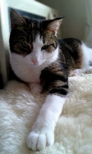 Steini (384x640).jpg