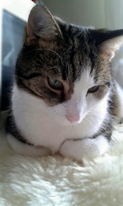 Steini2 (384x640).jpg