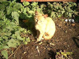 Filou Mietzel & Möpp 024.jpg