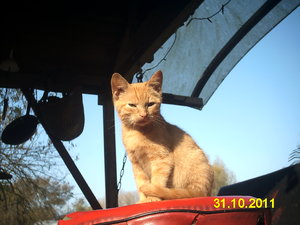 Filou Mietzel & Möpp 012.jpg