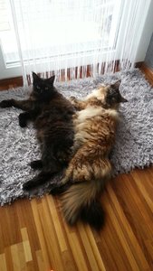 Siamesische Zwillinge.JPG