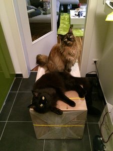 Coonies und Karton.jpg