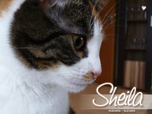 Sheila02.png Sheila02.png