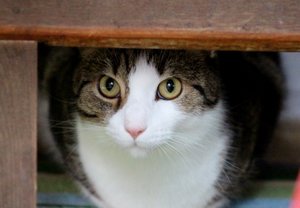 IMG_5593 (640x442).jpg