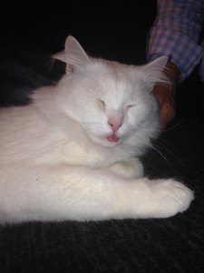 iphone rolf 112013 422.jpg