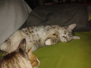 kitten u.a. 29.01.15 073.jpg