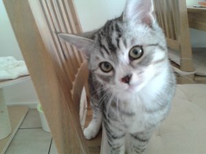 Küche, Balou 127.jpg