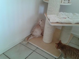 Küche, Balou 131.jpg