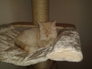 kitten u.a. 29.01.15 016.jpg