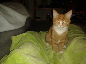 kitten u.a. 29.01.15 024.jpg