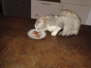 kitten u.a. 29.01.15 072.jpg