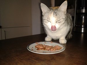 kitten u.a. 29.01.15 070.jpg