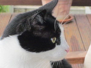 Auf der Terrasse 4.6.2014 013.JPG