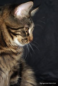 Jerry-Lee mit 6 Monaten.JPG