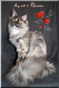 Iyv Bild Herzchen.jpg