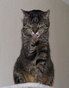 IMG_5954 (502x640).jpg