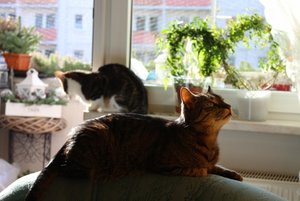 IMG_7003 (640x427).jpg