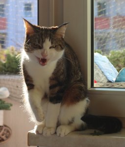 IMG_7012 (542x640).jpg