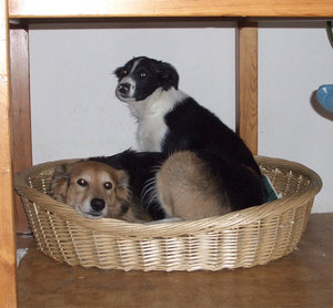 ImageUploadedByTapatalk1424396753.582644.jpg ImageUploadedByTapatalk1424396753.582644.jpg