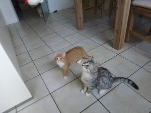 kitten 26.02.15 004.jpg