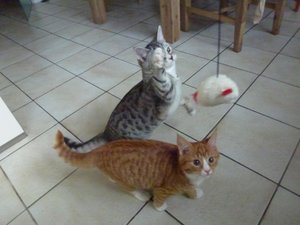 kitten 26.02.15 005.jpg