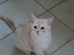 kitten 26.02.15 008.jpg