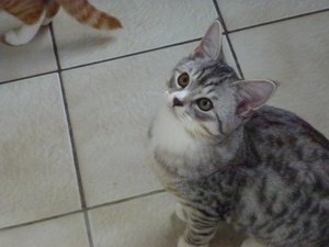 kitten 26.02.15 009.jpg