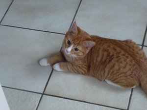 kitten 26.02.15 010.jpg