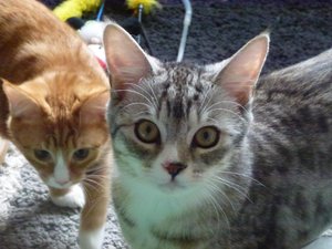 kitten 26.02.15 012.jpg