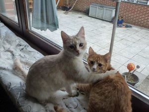 kitten 26.02.15 018.jpg