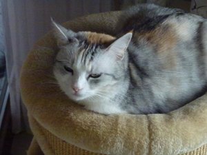 kitten 26.02.15 011.jpg