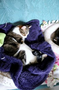 IMG_6539 (422x640).jpg