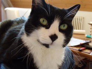 OthelloNeugierig (Small).jpg