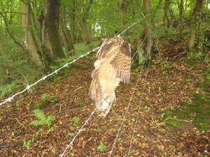 Eagle_Owl_killed_in_barbed_wire.jpg