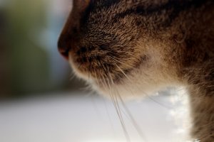 IMG_9249 (640x426).jpg