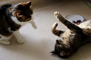 IMG_9266 (640x421).jpg