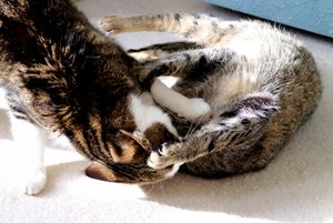 IMG_9286 (640x427).jpg