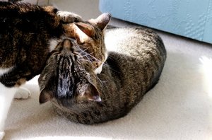 IMG_9287 (640x421).jpg