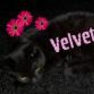 Black_Velvet