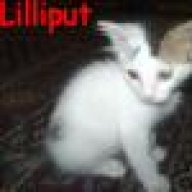 Lilliput