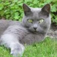 bluecat
