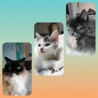3KatzenMami