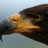 EagleEye