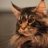 Main Coon